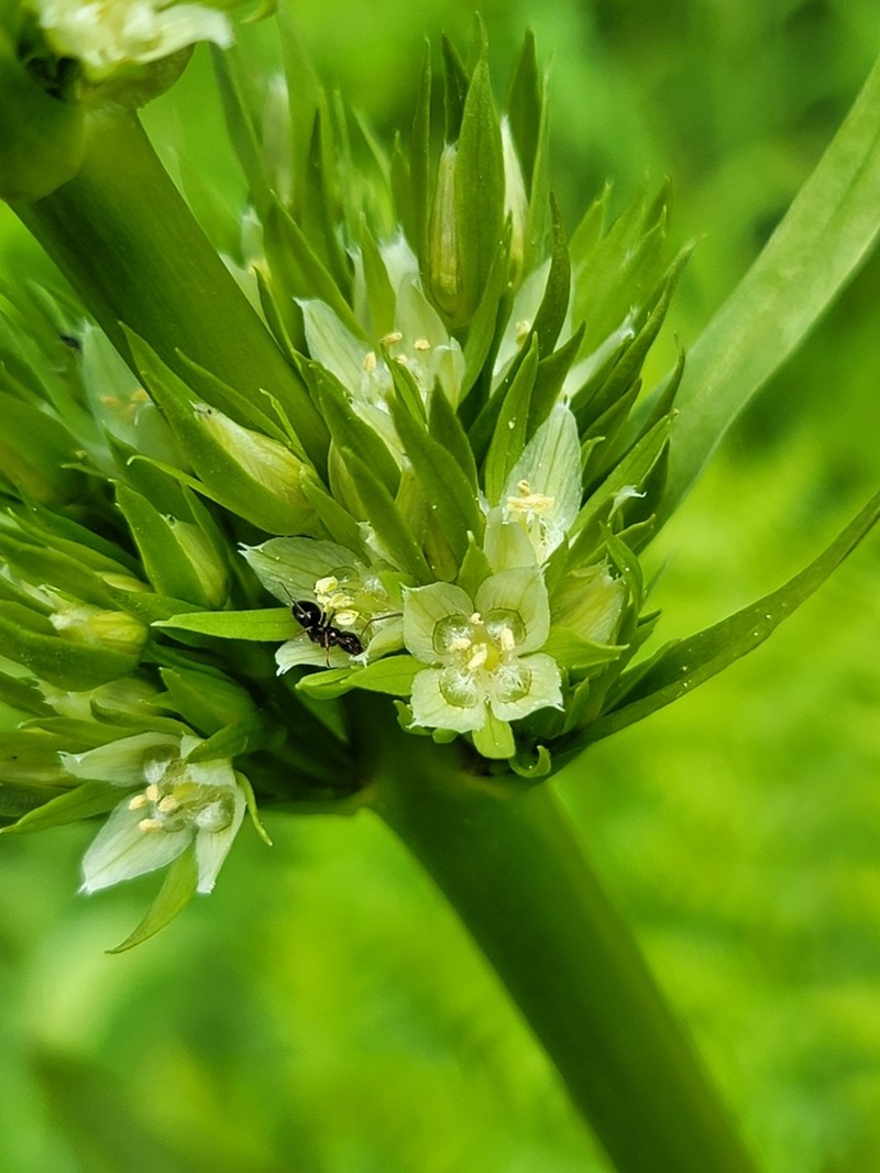 Frasera umpquaensis photo 4