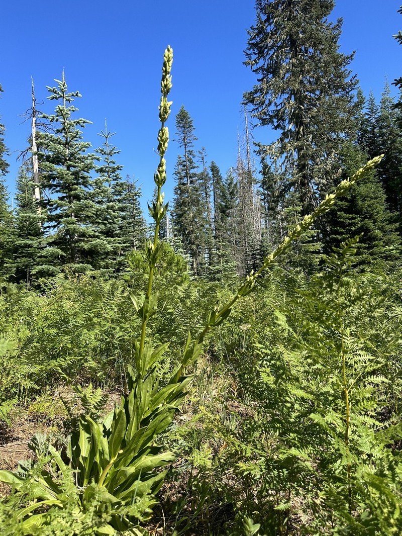 Frasera umpquaensis photo 5