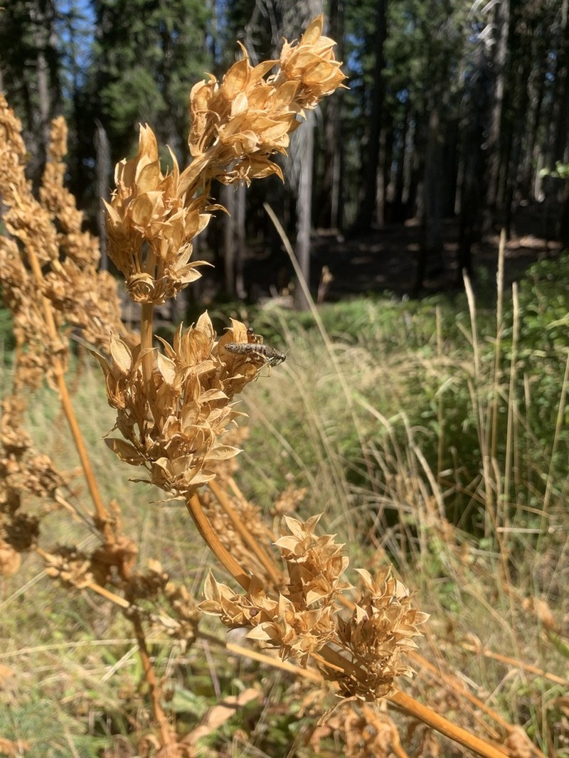 Frasera umpquaensis photo 6