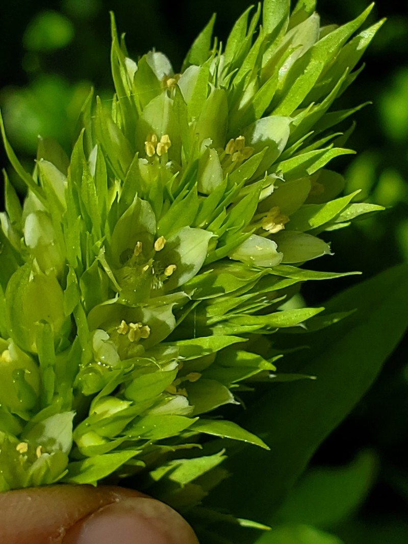 Frasera umpquaensis photo 7