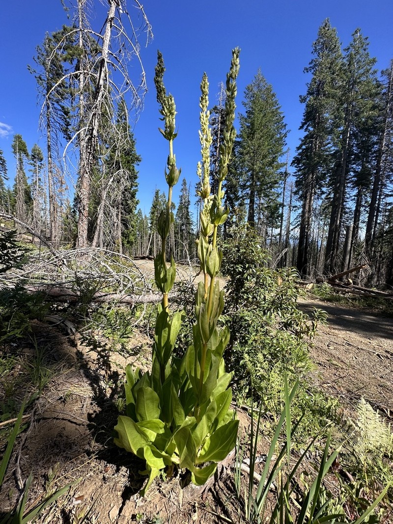 Frasera umpquaensis photo 8