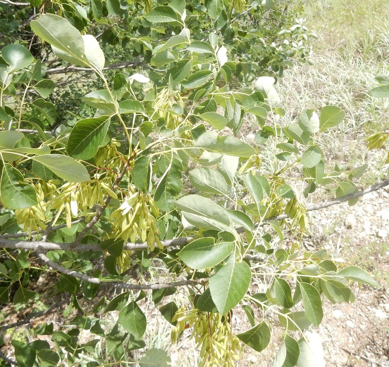 Texas Ash