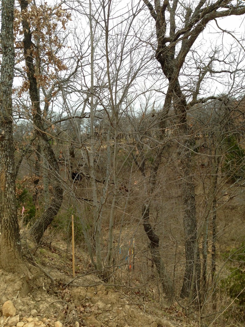 Texas Ash photo 2