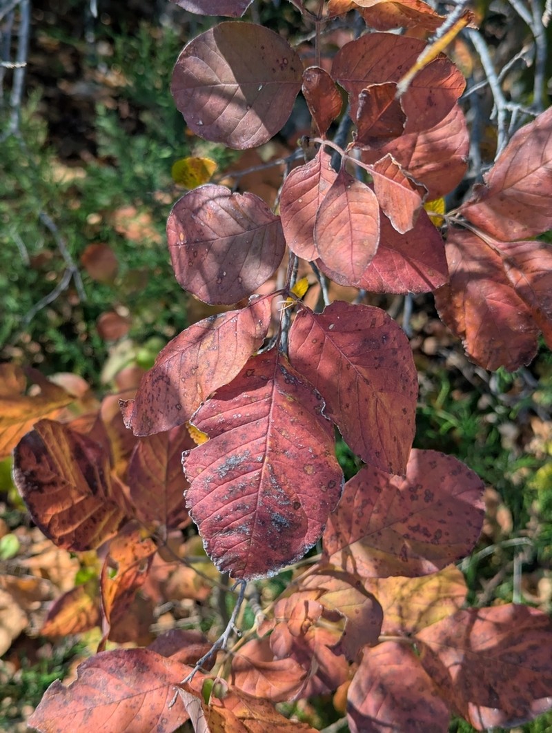Texas Ash photo 3