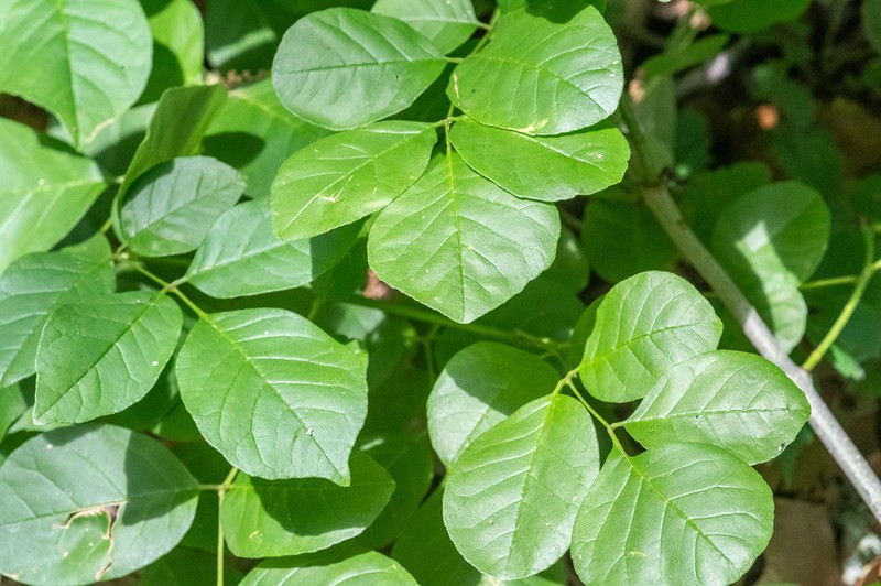 Texas Ash photo 4