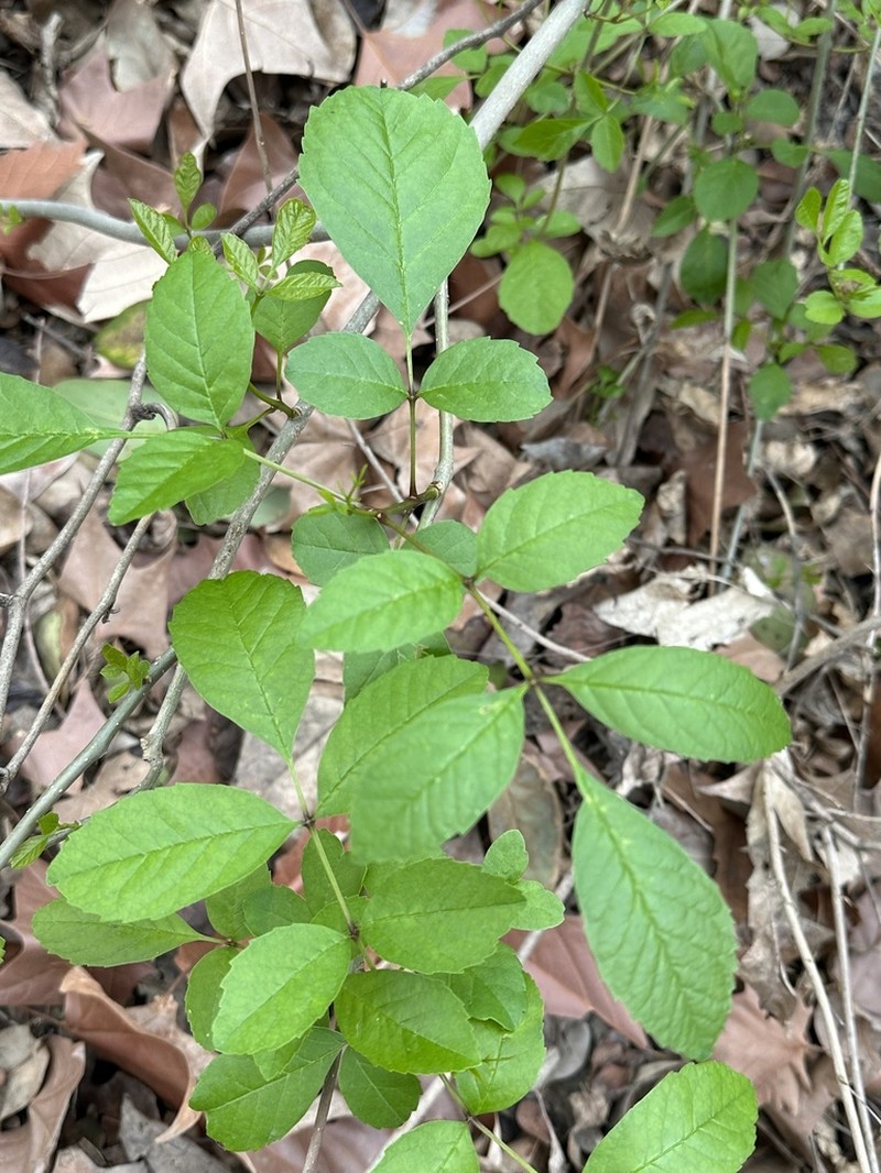 Texas Ash photo 5
