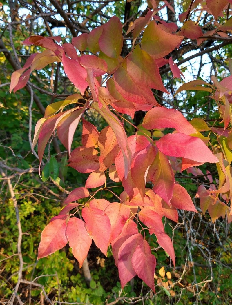 Texas Ash photo 6