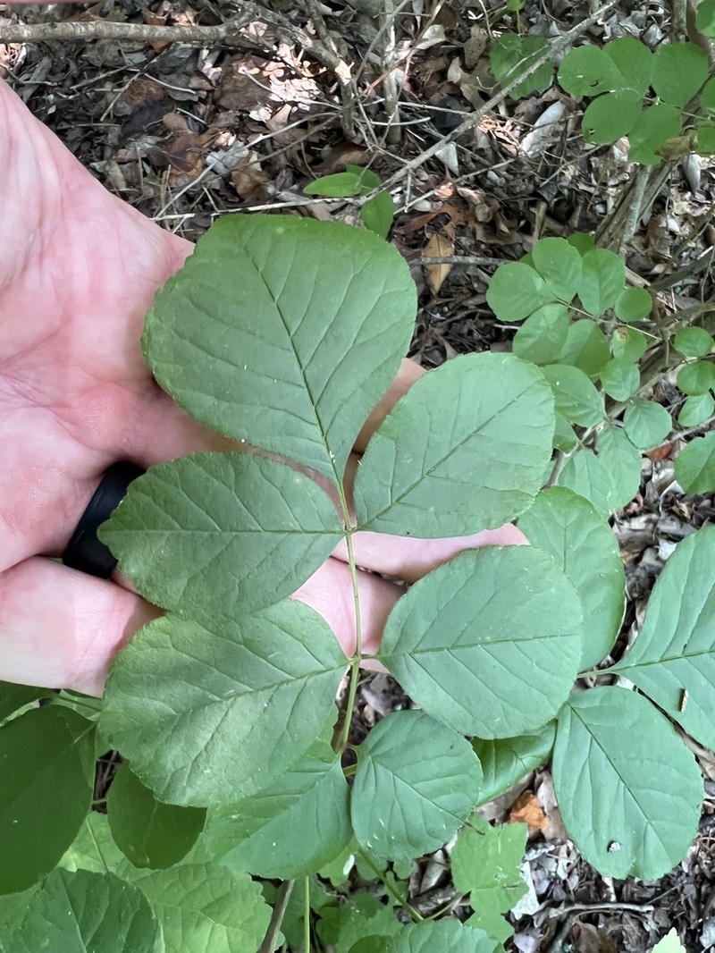 Texas Ash photo 7