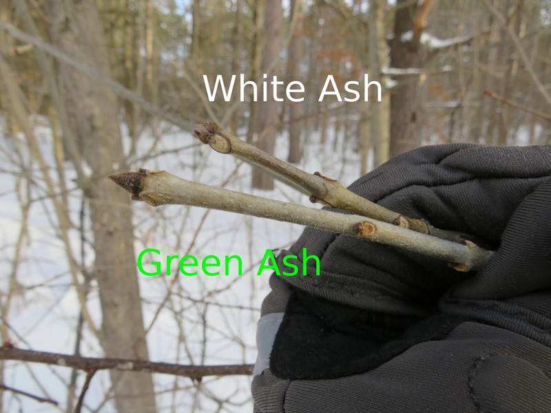 White Ash