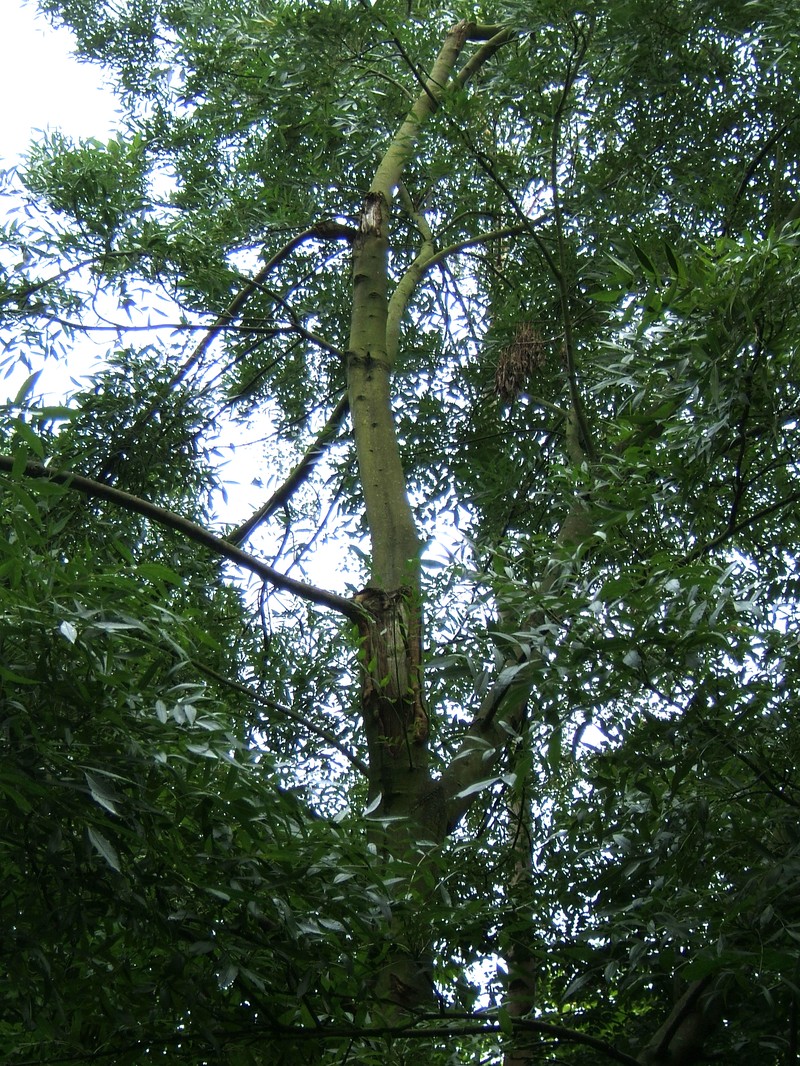 Fraxinus angustifolia photo 2