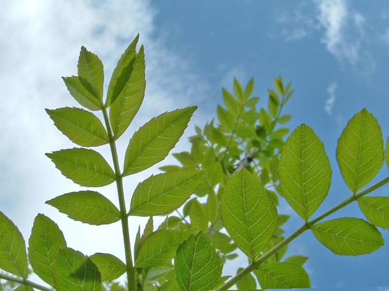 Fraxinus angustifolia photo 3