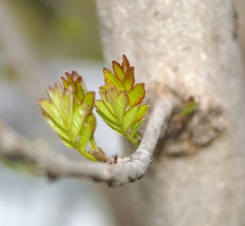 Fraxinus angustifolia photo 4