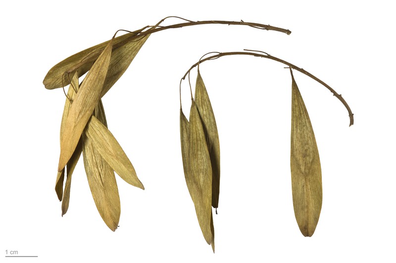 Fraxinus angustifolia photo 5