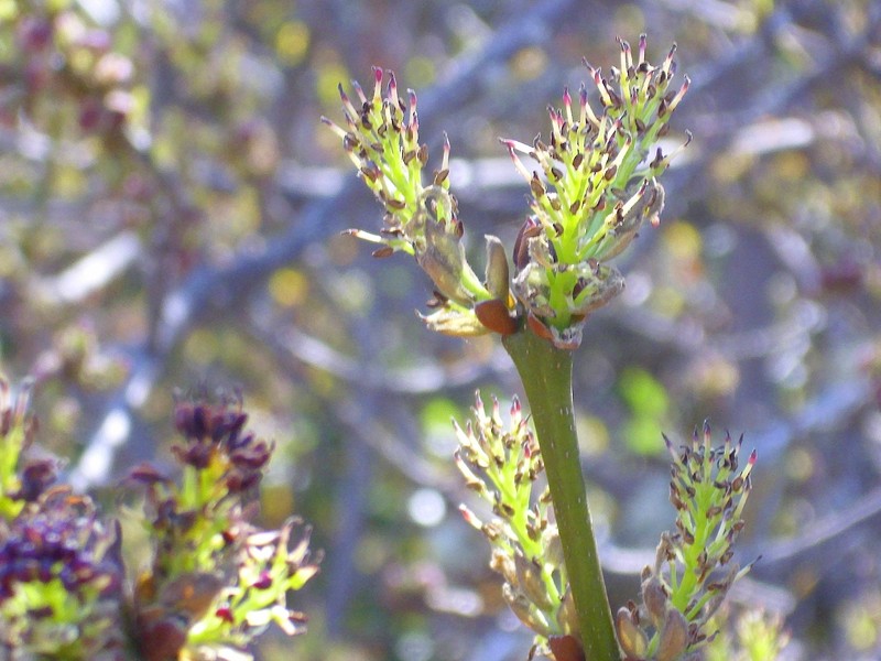 Fraxinus angustifolia photo 6