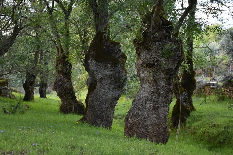Fraxinus angustifolia photo 7