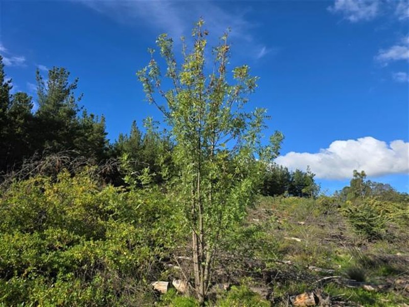 Fraxinus angustifolia subsp. angustifolia