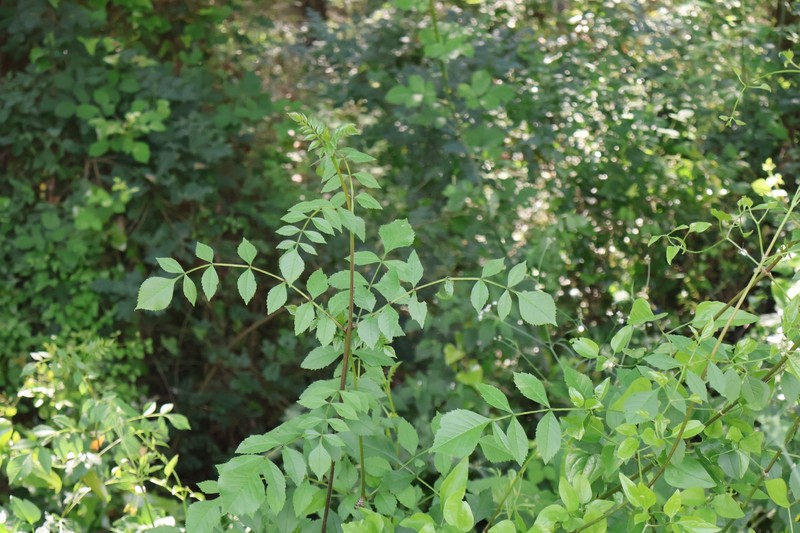 Fraxinus angustifolia subsp. angustifolia photo 2