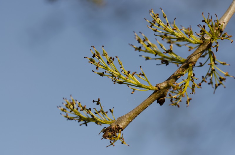 Fraxinus angustifolia subsp. angustifolia photo 3