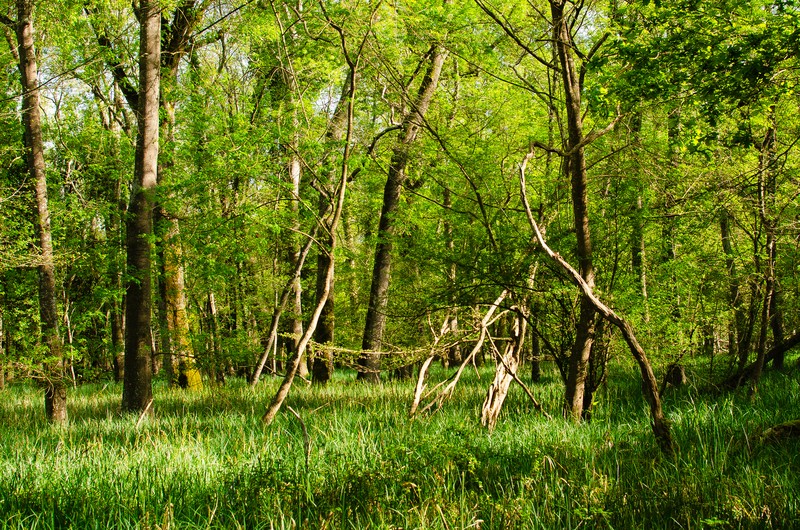 Fraxinus angustifolia subsp. oxycarpa