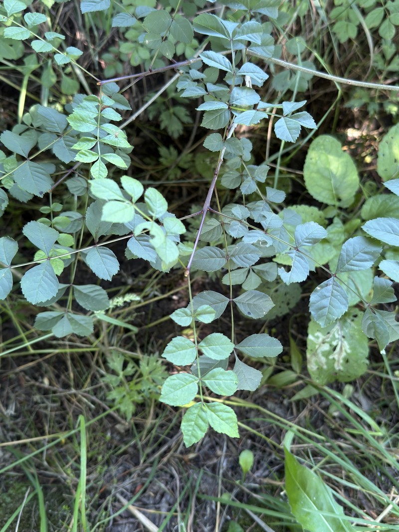 Fraxinus angustifolia subsp. oxycarpa photo 2