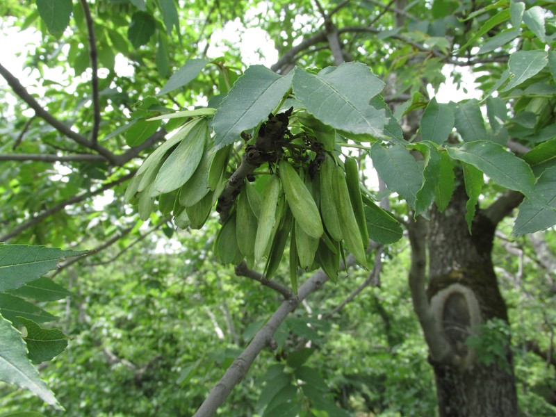 Fraxinus angustifolia subsp. oxycarpa photo 3