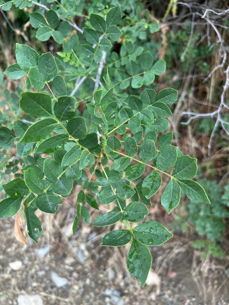 Fraxinus angustifolia subsp. oxycarpa photo 4