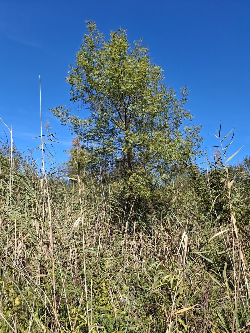 Fraxinus angustifolia subsp. oxycarpa photo 5