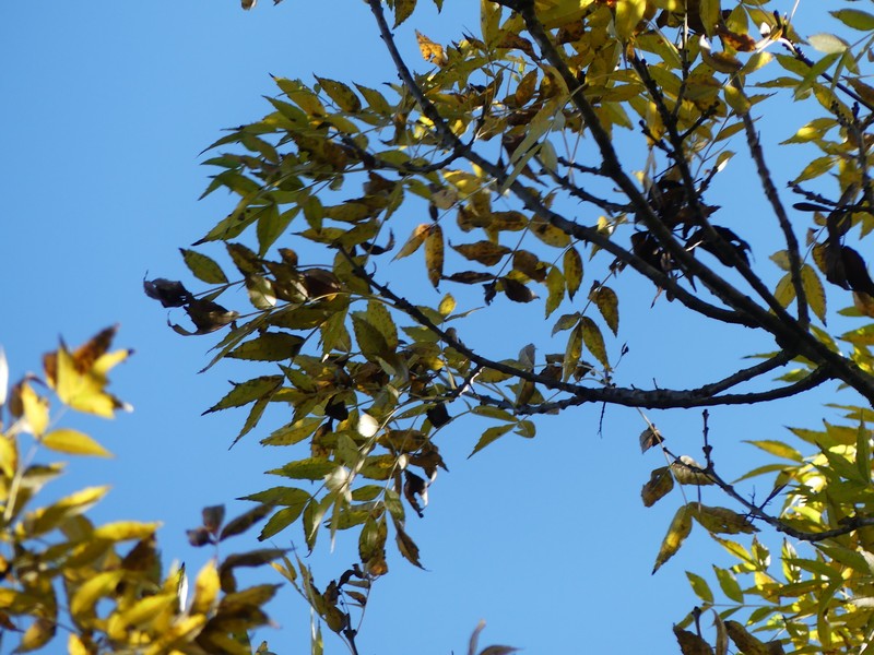 Fraxinus angustifolia subsp. oxycarpa photo 6