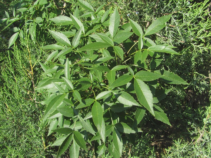 Fraxinus angustifolia subsp. oxycarpa photo 7