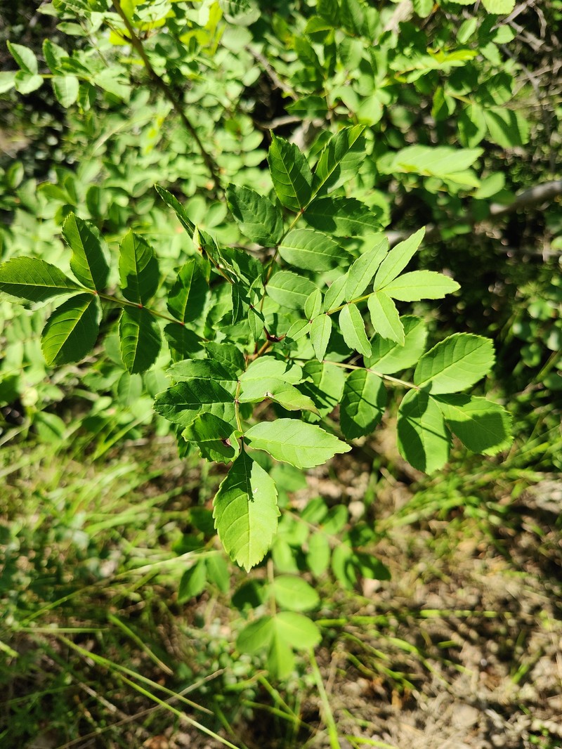 Fraxinus angustifolia subsp. oxycarpa photo 8