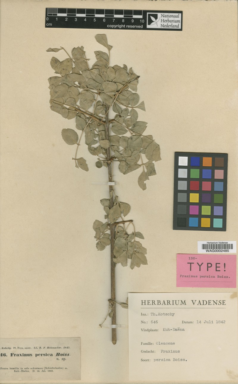 Fraxinus angustifolia subsp. persica photo 2