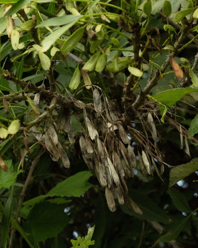 Fraxinus angustifolia subsp. syriaca