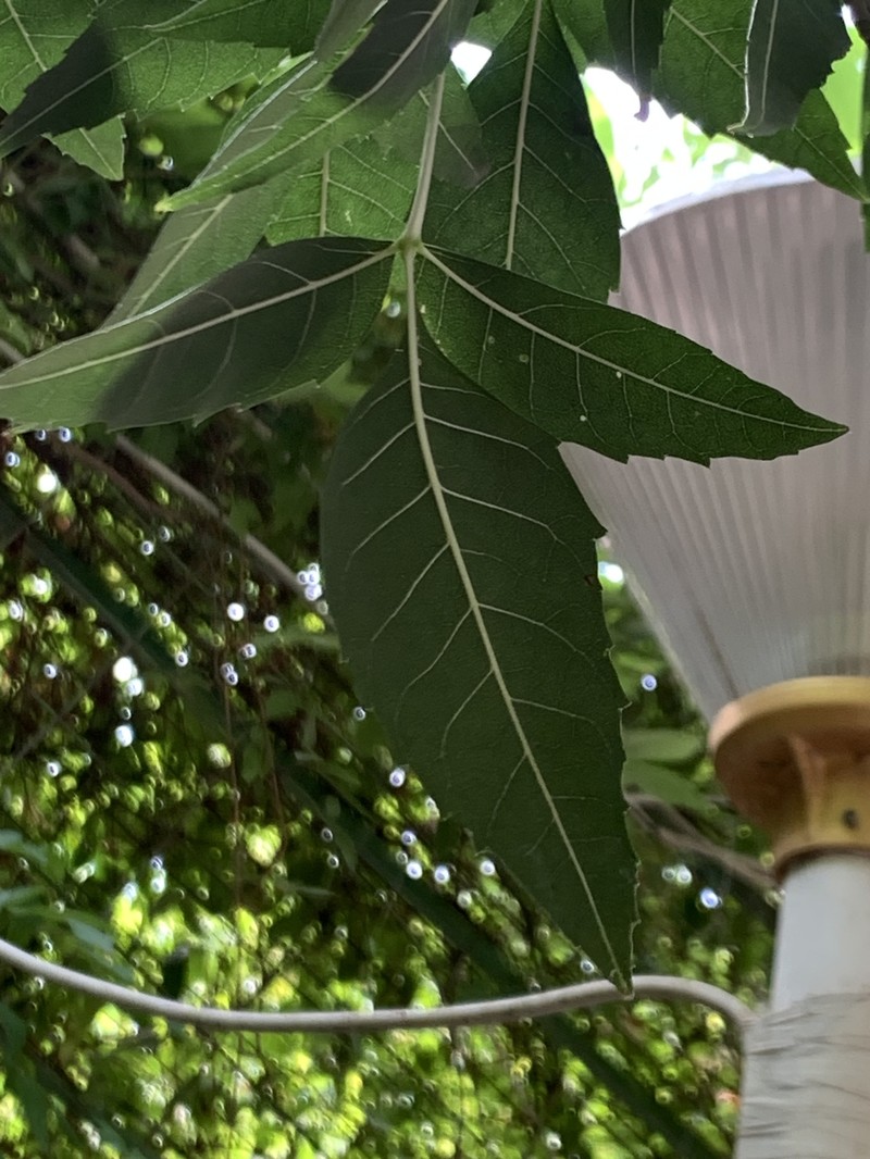 Fraxinus angustifolia subsp. syriaca photo 2