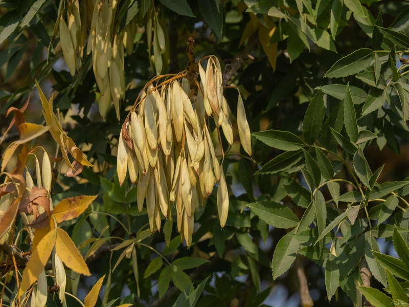 Fraxinus angustifolia subsp. syriaca photo 3