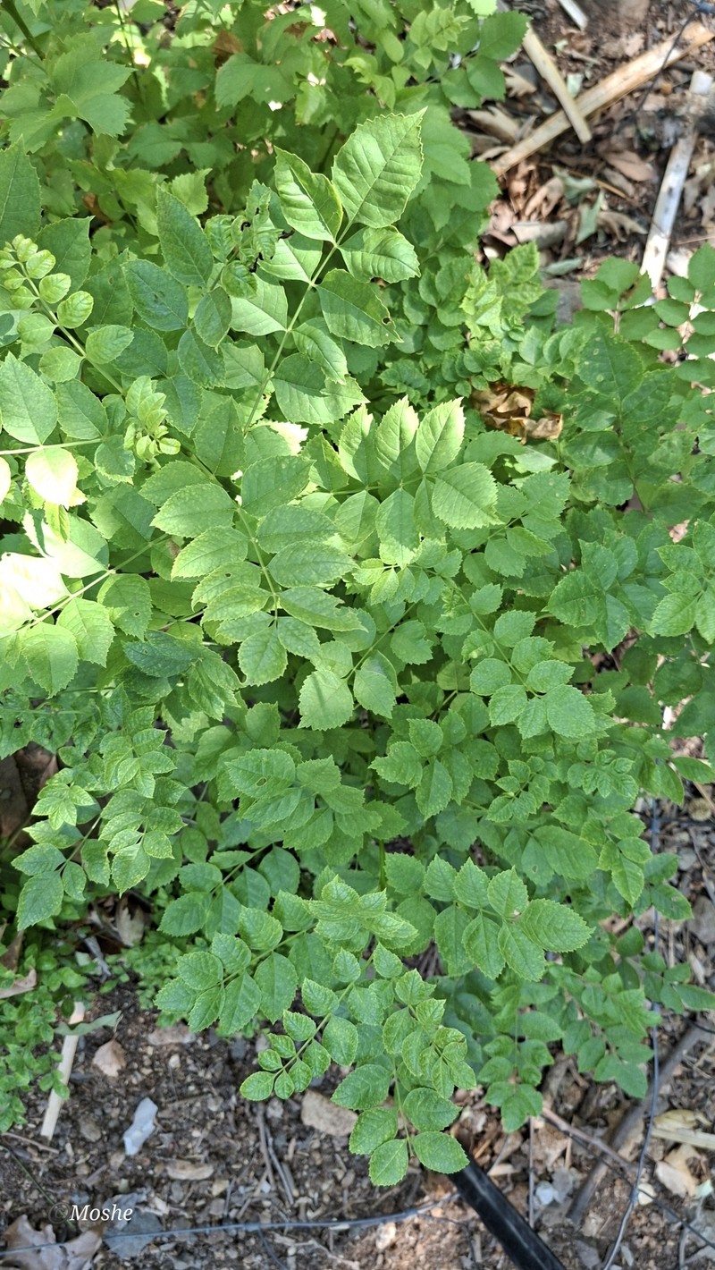 Fraxinus angustifolia subsp. syriaca photo 4