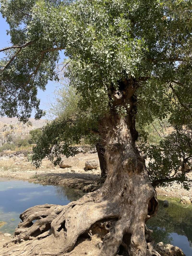 Fraxinus angustifolia subsp. syriaca photo 5