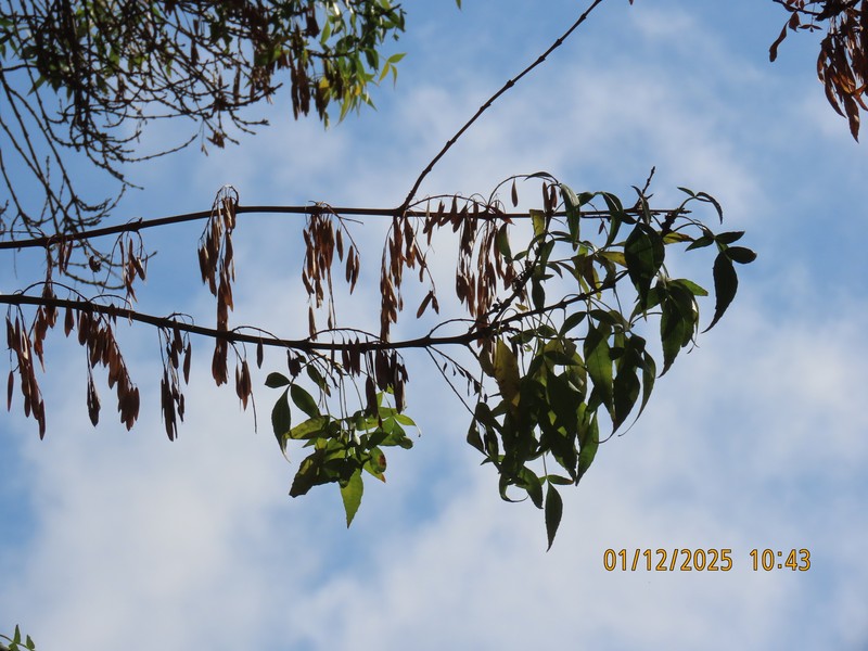 Fraxinus angustifolia subsp. syriaca photo 6