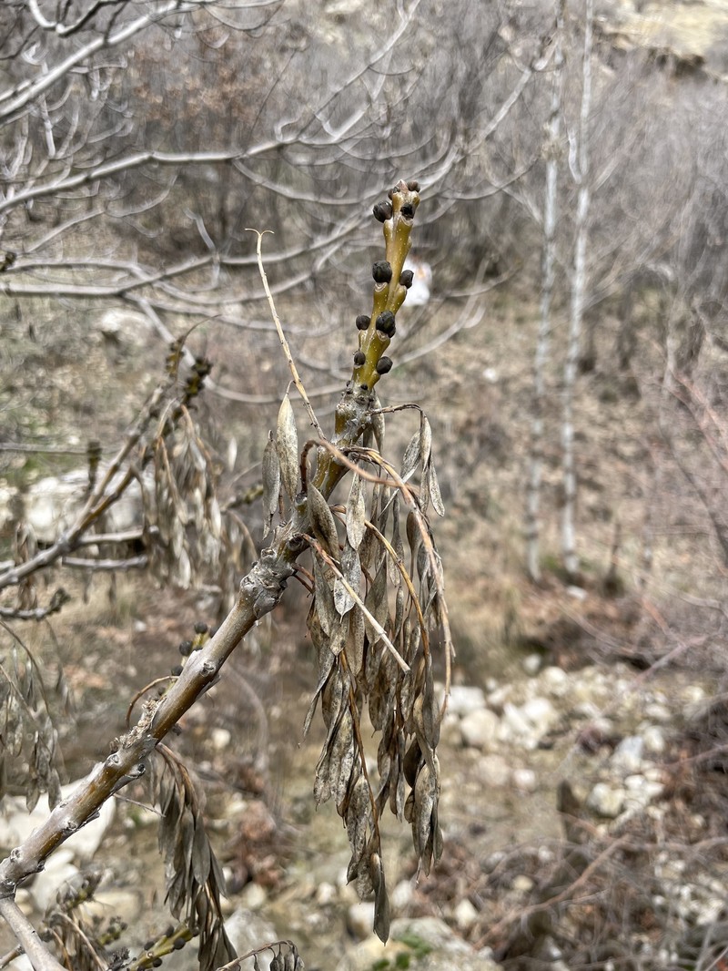 Fraxinus angustifolia subsp. syriaca photo 7