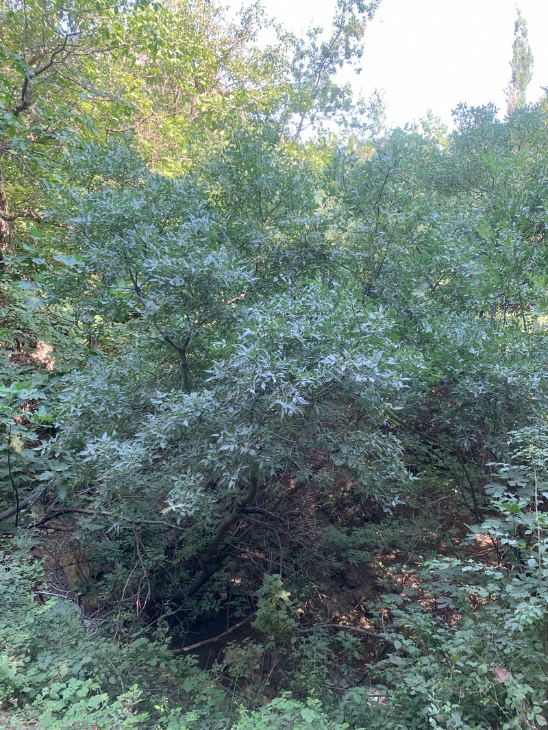 Fraxinus angustifolia subsp. syriaca photo 8
