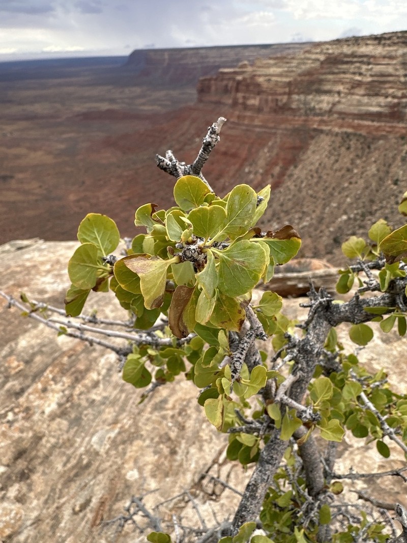 Singleleaf Ash photo 2