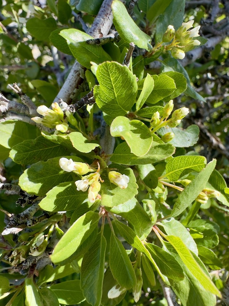 Singleleaf Ash photo 3
