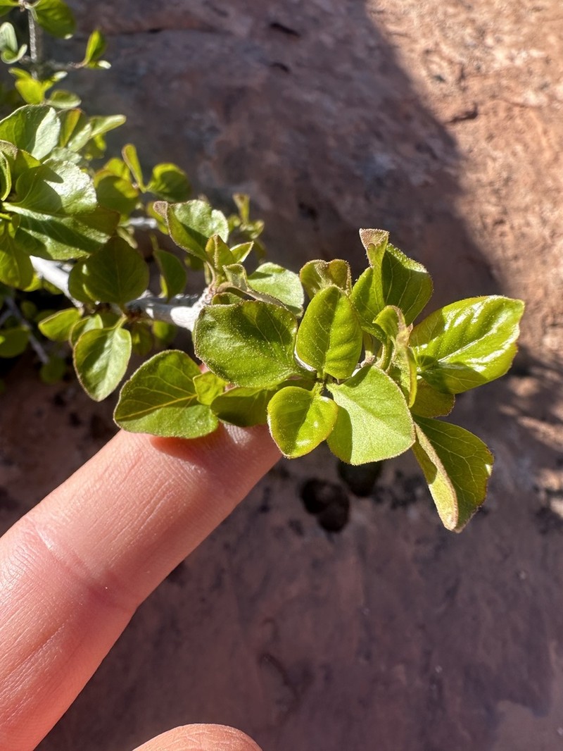 Singleleaf Ash photo 4