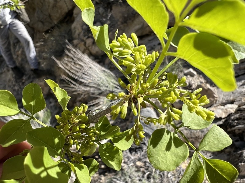 Singleleaf Ash photo 5