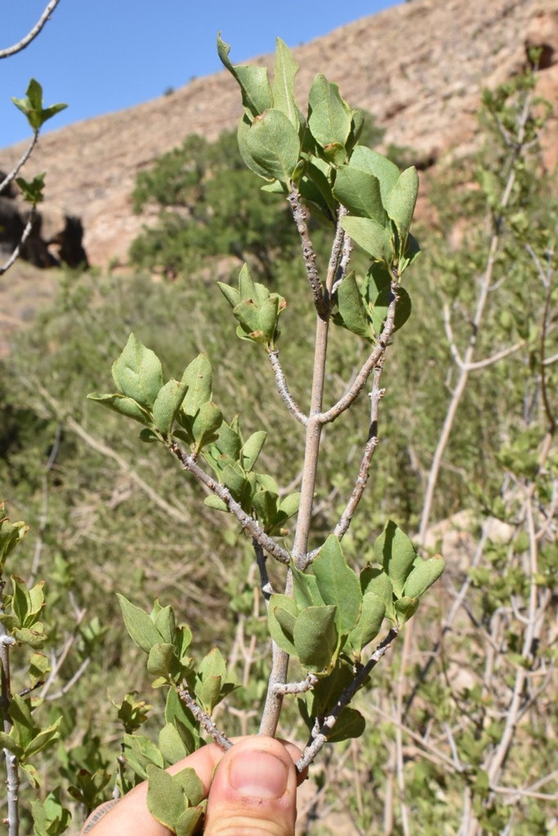 Singleleaf Ash photo 6