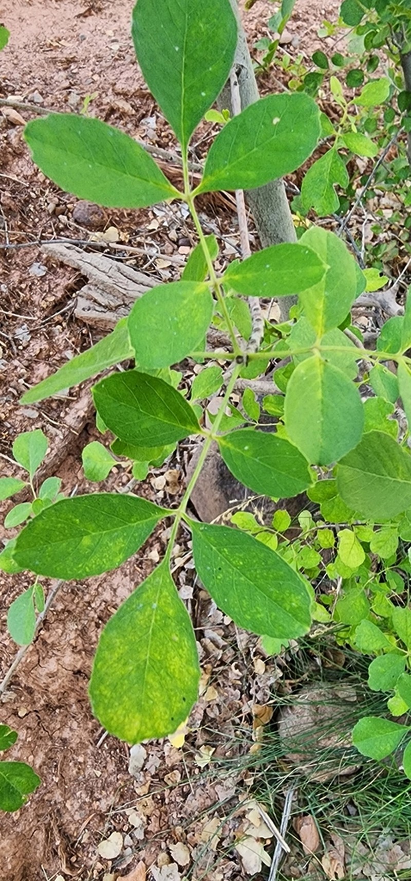 Singleleaf Ash photo 7