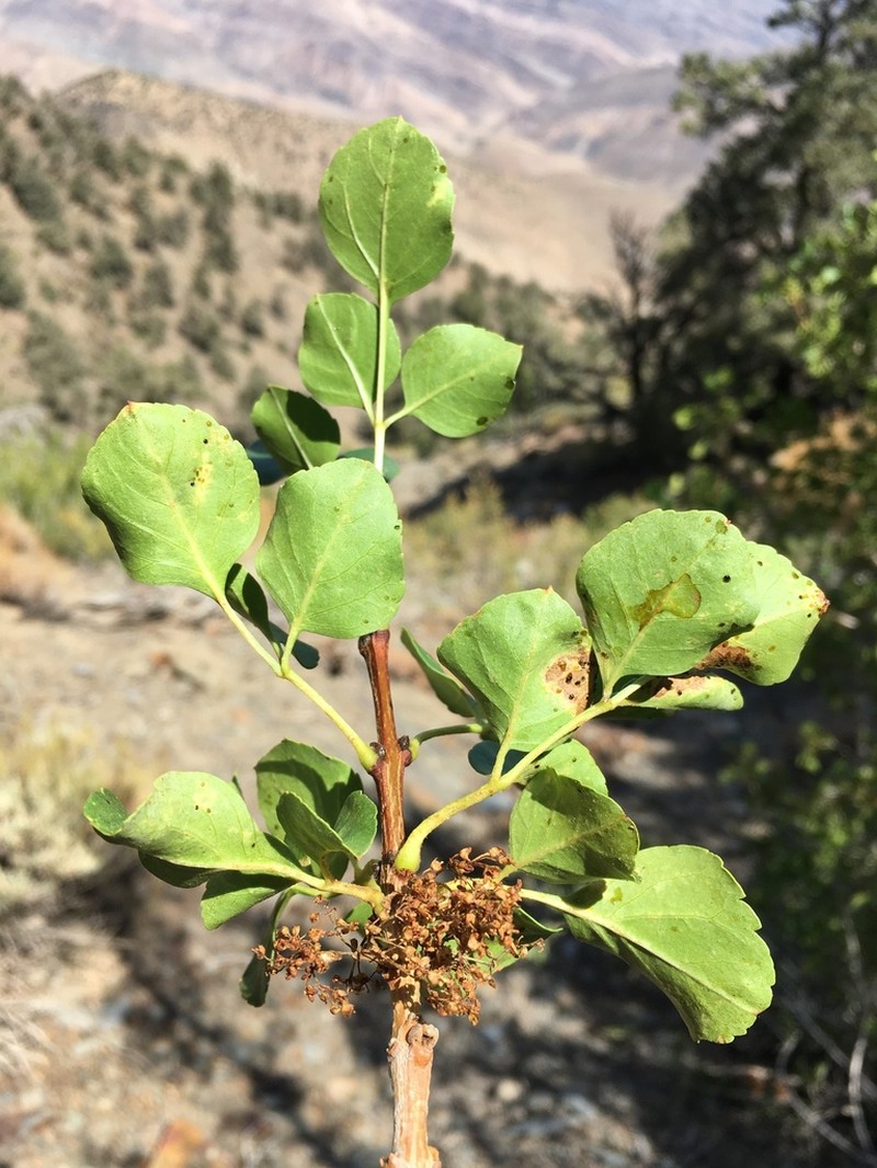 Singleleaf Ash photo 8