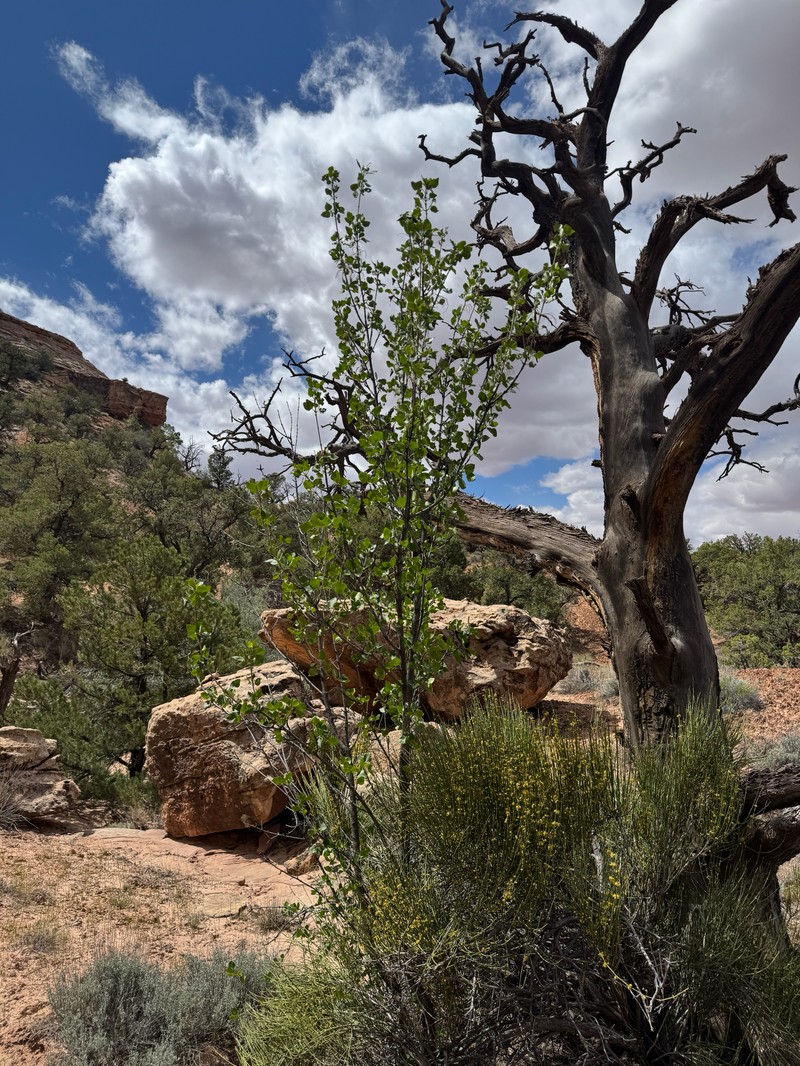 Fraxinus anomala var. anomala