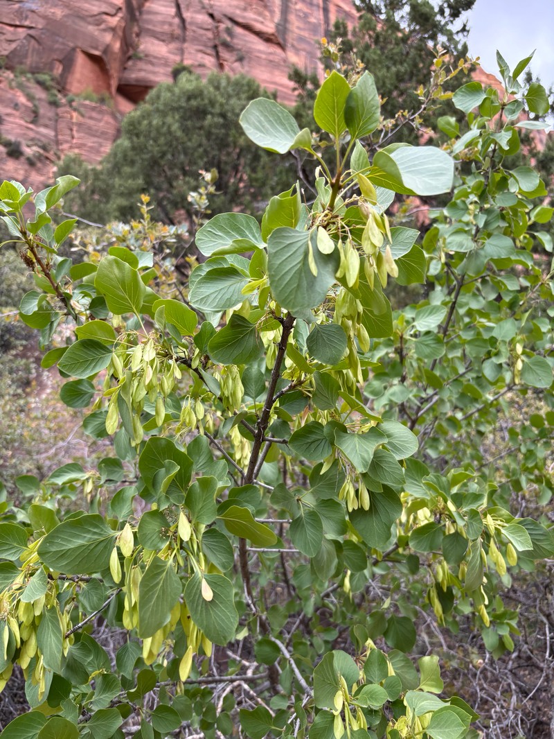 Fraxinus anomala var. anomala photo 3