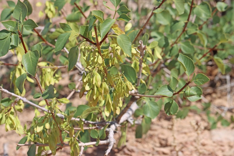 Fraxinus anomala var. anomala photo 5