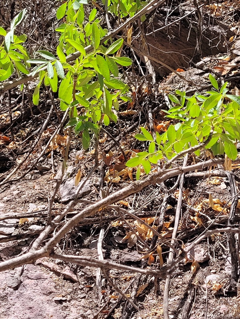 Fraxinus anomala var. triphylla